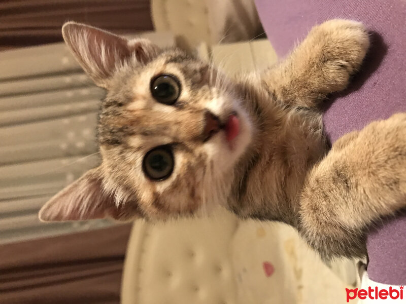 Tekir Kedi, Kedi  Coco fotoğrafı