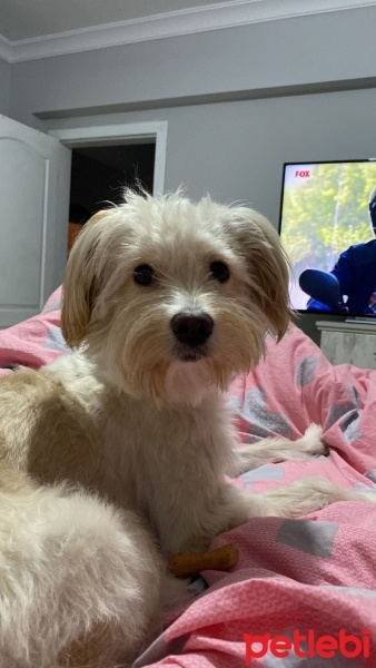 Maltese, Köpek  Dobi fotoğrafı