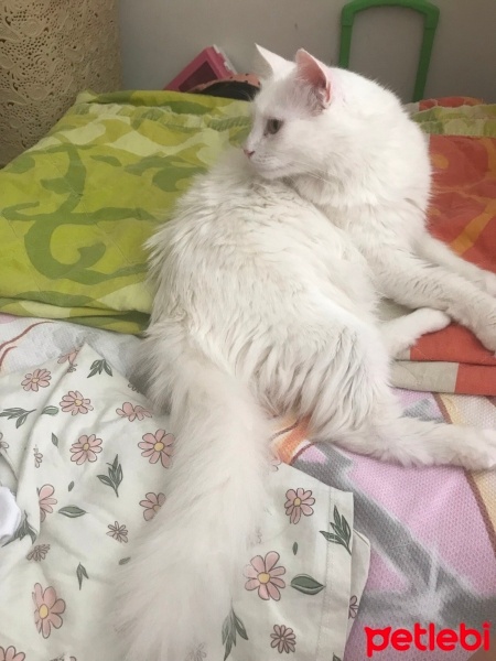 Ankara Kedisi, Kedi  Pati fotoğrafı