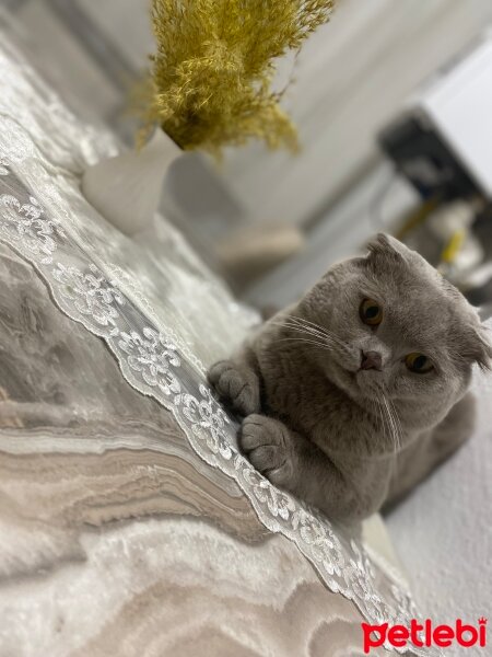 Scottish Fold, Kedi  SİMBA fotoğrafı