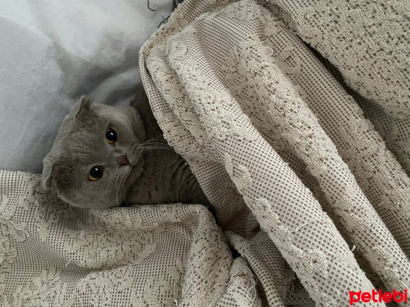 Scottish Fold, Kedi  SİMBA fotoğrafı