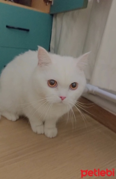 British Shorthair, Kedi  Bulut fotoğrafı