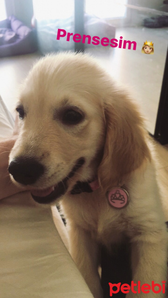 Golden Retriever, Köpek  Kaju fotoğrafı