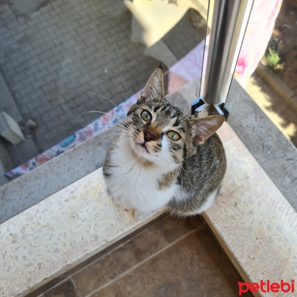 Tekir Kedi, Kedi  Şanslı fotoğrafı