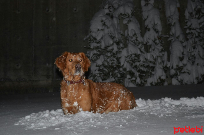 Golden Retriever, Köpek  Mia fotoğrafı