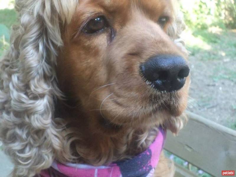 Amerikan Cocker Spaniel, Köpek  caki fotoğrafı