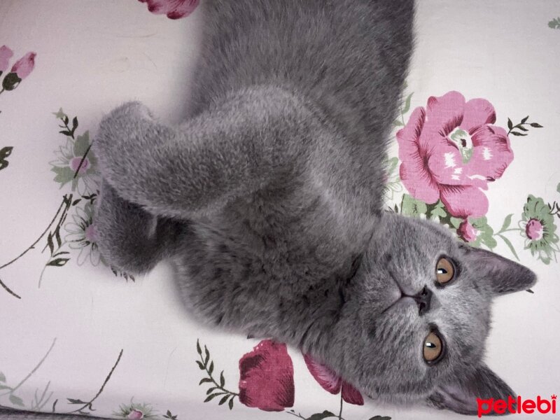 British Shorthair, Kedi  PARİS fotoğrafı