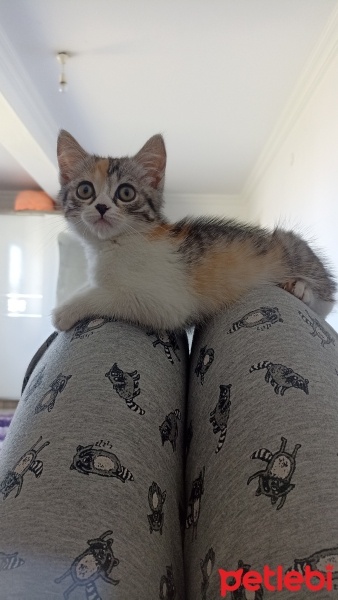 Tekir Kedi, Kedi  Lokum fotoğrafı