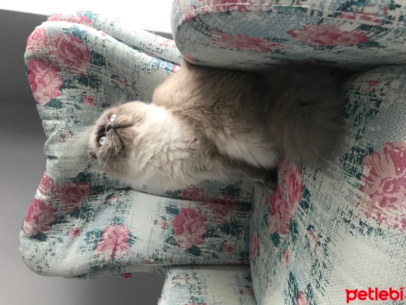 Scottish Fold, Kedi  Sütlaç fotoğrafı