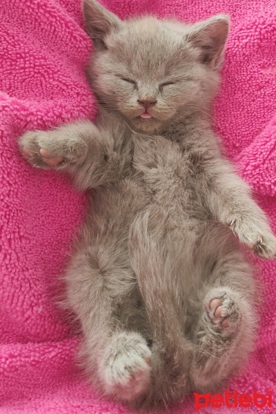British Shorthair, Kedi  Kokoş fotoğrafı