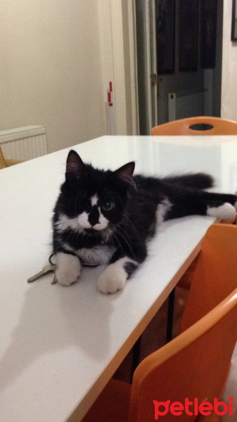 Tuxedo (Smokin) Kedi, Kedi  Mırmırsu fotoğrafı