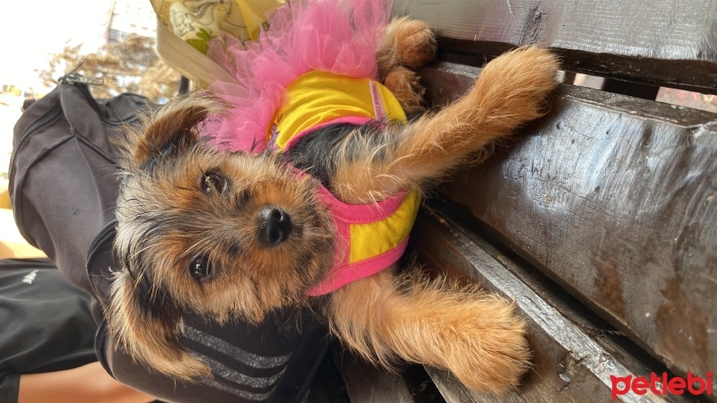 Yorkshire Terrier, Köpek  Şila fotoğrafı