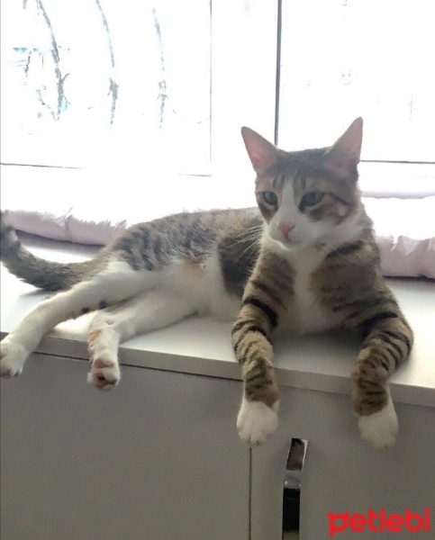Tekir Kedi, Kedi  kamil fotoğrafı