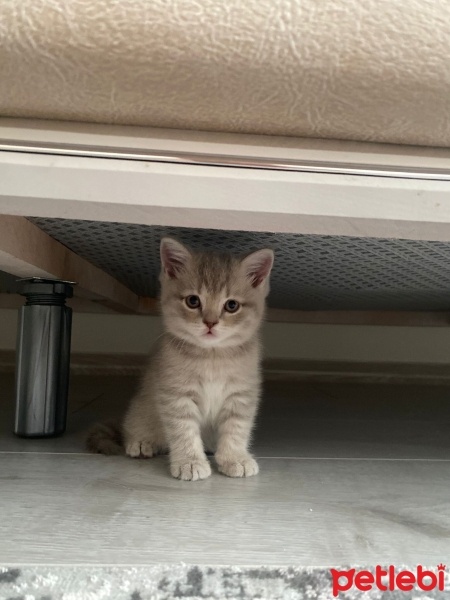British Shorthair, Kedi  Bade fotoğrafı