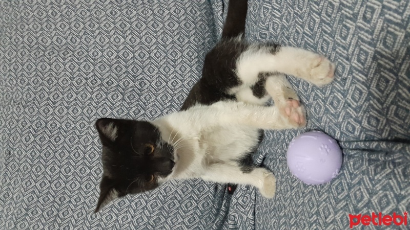Tuxedo (Smokin) Kedi, Kedi  Paşa fotoğrafı