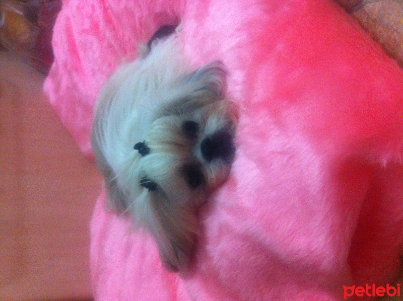 Shih Tzu, Köpek  kaju ve kızı lokum  fotoğrafı