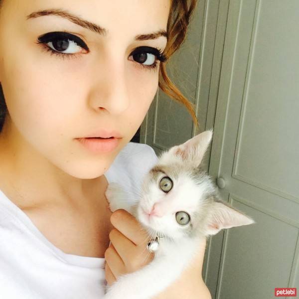 Tekir Kedi, Kedi  kivi fotoğrafı