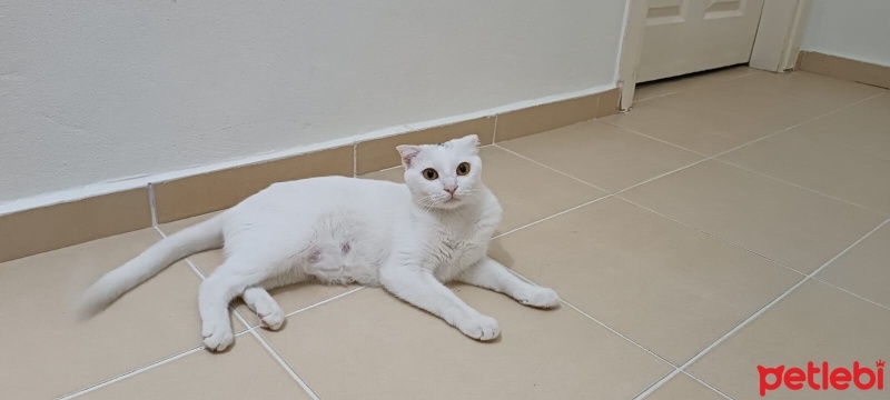 British Shorthair, Kedi  Şila fotoğrafı
