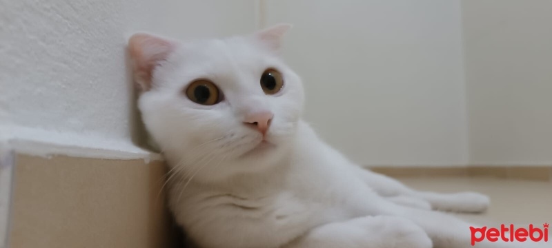 British Shorthair, Kedi  Şila fotoğrafı