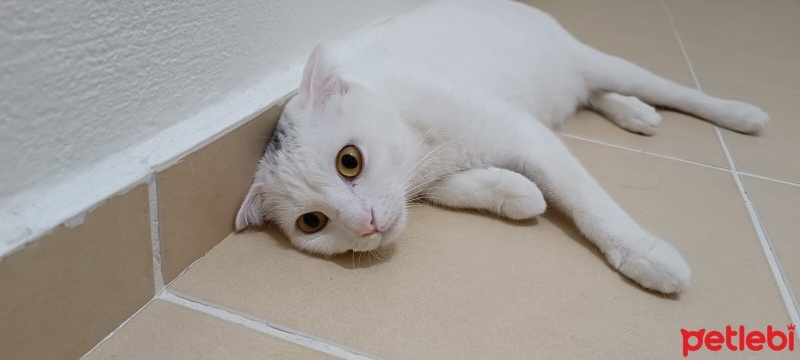 British Shorthair, Kedi  Şila fotoğrafı