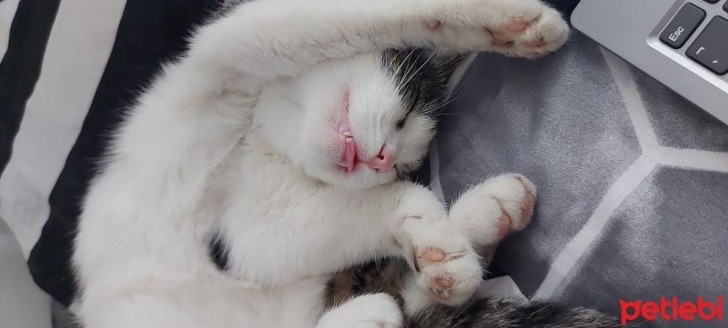 Tekir Kedi, Kedi  amber fotoğrafı