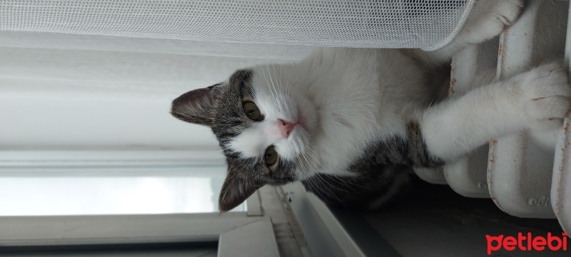 Tekir Kedi, Kedi  amber fotoğrafı