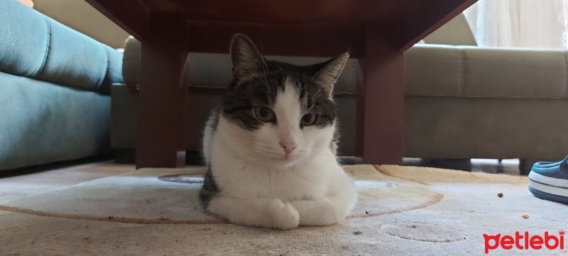Tekir Kedi, Kedi  amber fotoğrafı