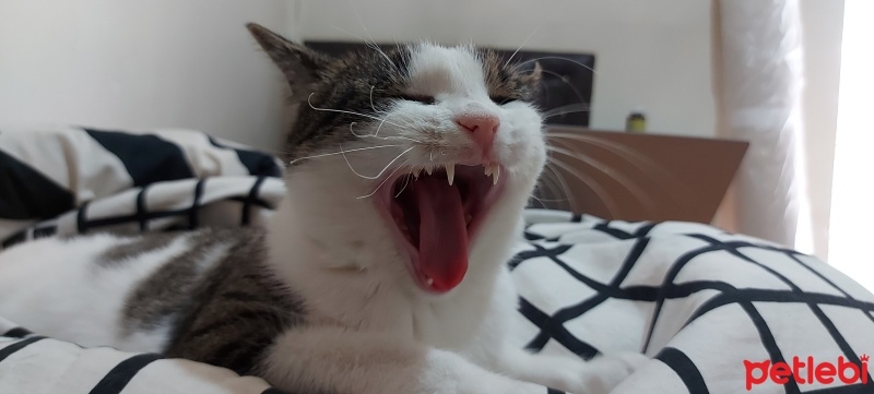Tekir Kedi, Kedi  amber fotoğrafı