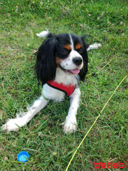 Cavalier King Charles Spanieli, Köpek  Merkür fotoğrafı