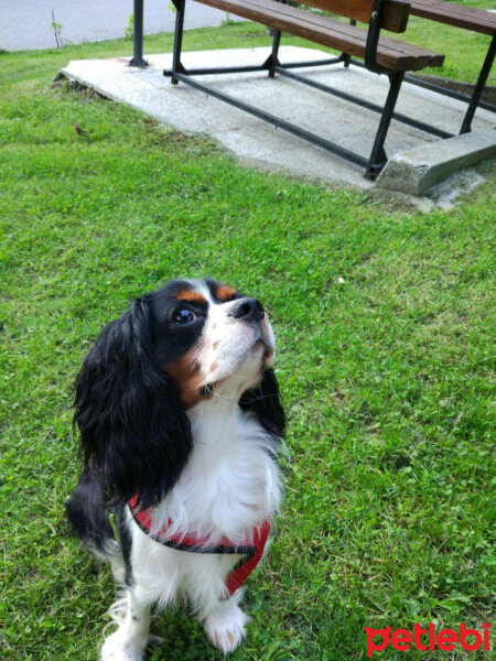 Cavalier King Charles Spanieli, Köpek  Merkür fotoğrafı