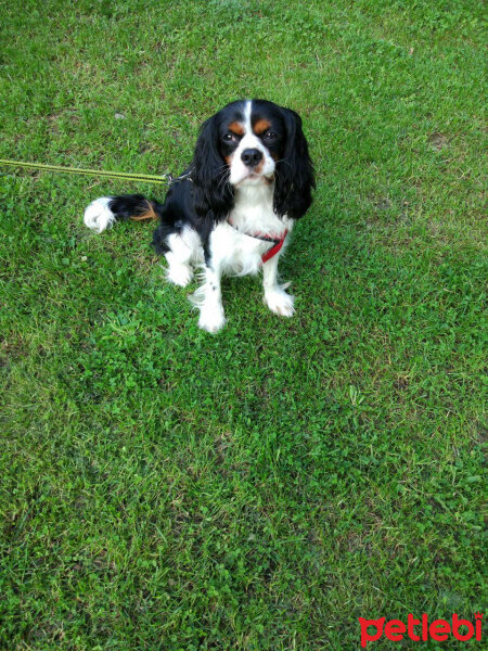 Cavalier King Charles Spanieli, Köpek  Merkür fotoğrafı