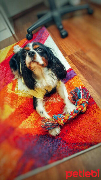 Cavalier King Charles Spanieli, Köpek  Merkür fotoğrafı