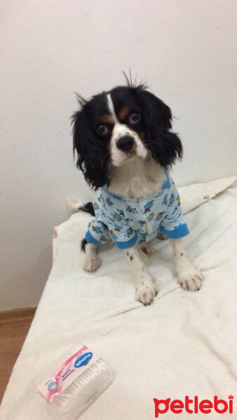 Cavalier King Charles Spanieli, Köpek  Merkür fotoğrafı