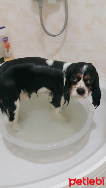 Cavalier King Charles Spanieli, Köpek  Merkür fotoğrafı