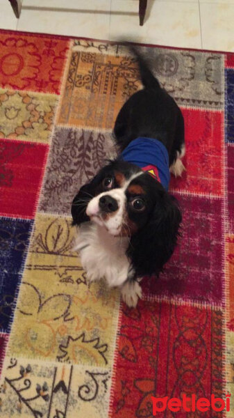 Cavalier King Charles Spanieli, Köpek  Merkür fotoğrafı