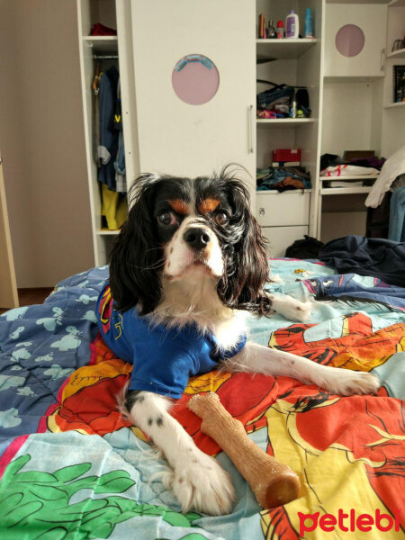 Cavalier King Charles Spanieli, Köpek  Merkür fotoğrafı