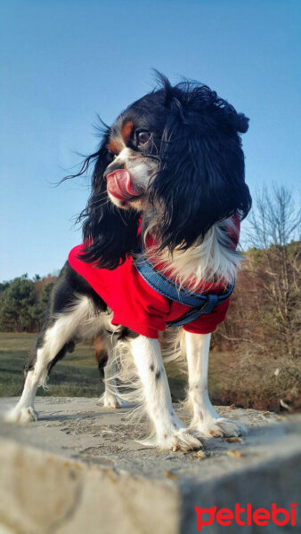 Cavalier King Charles Spanieli, Köpek  Merkür fotoğrafı