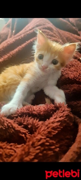 Sarman, Kedi  Aslan fotoğrafı