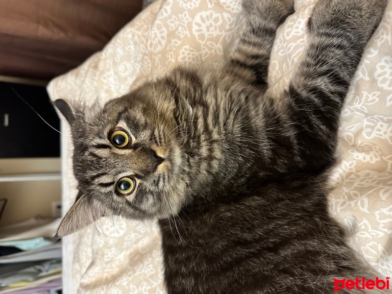 Sibirya Kedisi, Kedi  Paşa fotoğrafı