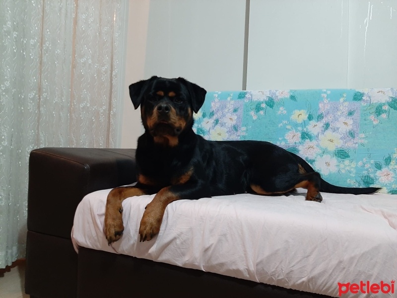 Rottweiler, Köpek  Nane fotoğrafı