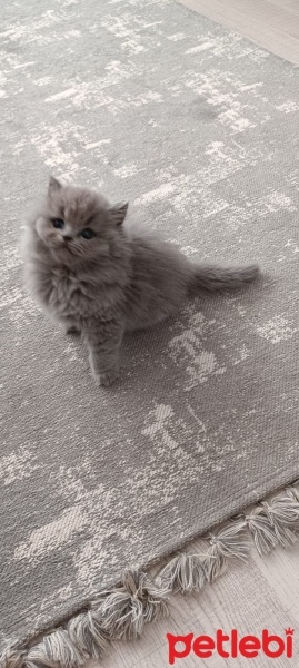 British Shorthair, Kedi  Maya fotoğrafı