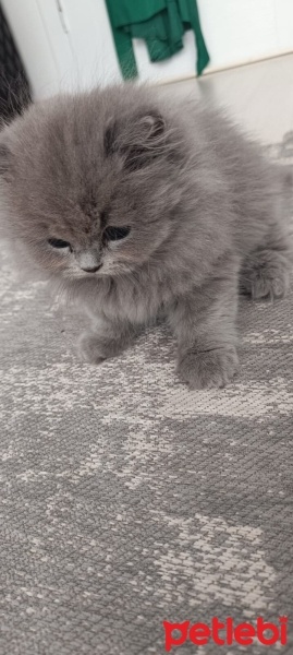 British Shorthair, Kedi  Maya fotoğrafı