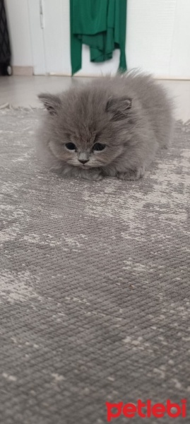 British Shorthair, Kedi  Maya fotoğrafı