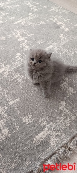 British Shorthair, Kedi  Maya fotoğrafı