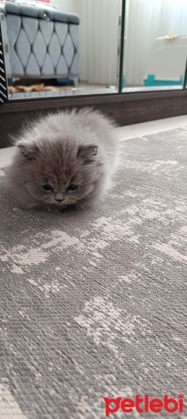 British Shorthair, Kedi  Maya fotoğrafı
