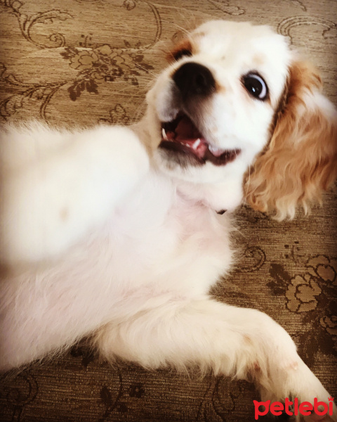 Cavalier King Charles Spanieli, Köpek  Mia fotoğrafı