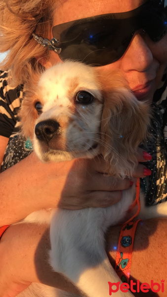 Cavalier King Charles Spanieli, Köpek  Mia fotoğrafı