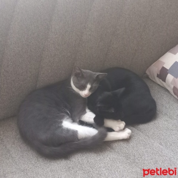 Tekir Kedi, Kedi  Duman fotoğrafı