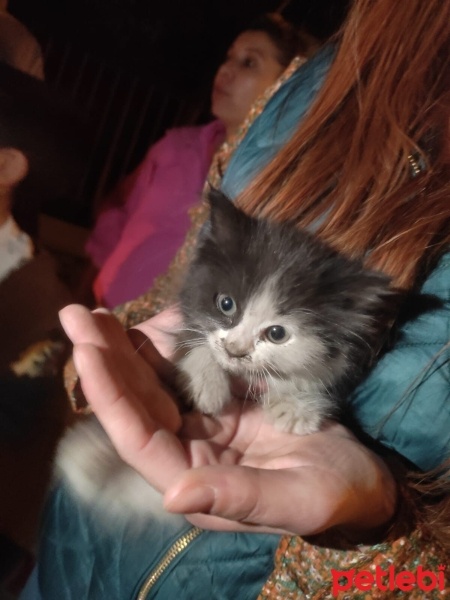 Tekir Kedi, Kedi  Jülide fotoğrafı