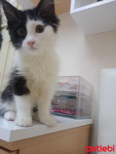 Tekir Kedi, Kedi  Jülide fotoğrafı